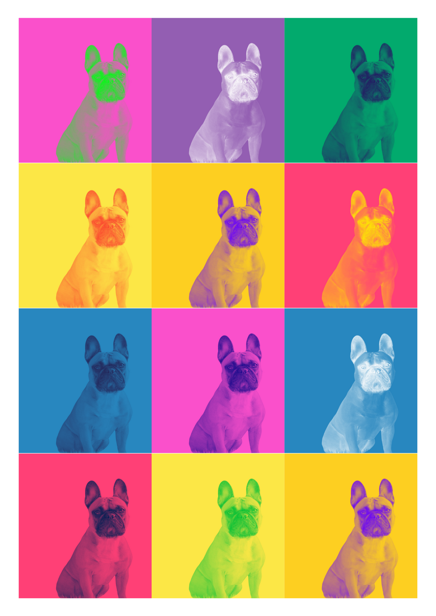 Modern Color Pet Portrait