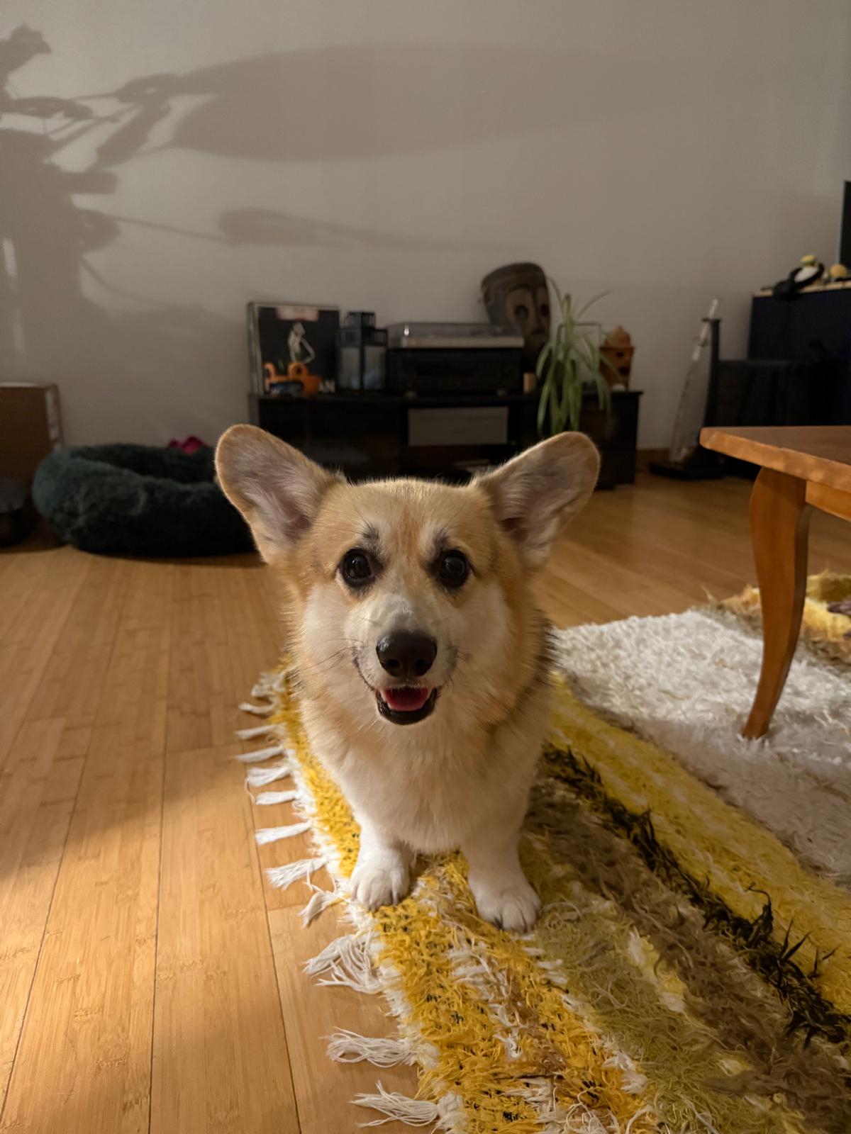 Graf Color Pet Portrait
